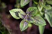 Mentha x piperita 'Chocolate'