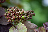 Vitis vinifera 'Purpurascens'