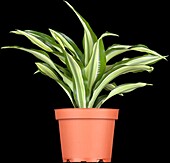 Dracaena fragrans