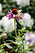 Echinacea purpurea