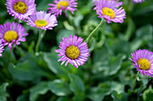 Aster dumosus