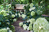 Hydrangea arborescens Annabelle