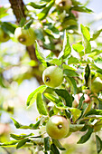 Malus domestica 'Laxtons Superb'