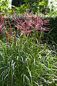 Miscanthus sinensis 'China