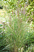 Miscanthus sinensis 'Kleine Fontäne'