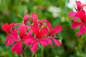 Pelargonium peltatum