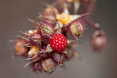 Rubus phoenicolasius