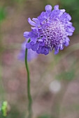 Scabiosa columbaria Butterfly Blue