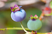 Vaccinium corymbosum