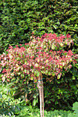 Viburnum plicatum 'Watanabe'