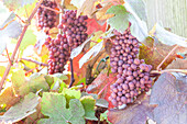 Vitis vinifera Purpurascens