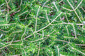 Abies koreana 'Piccolo'