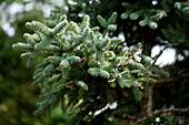 Abies pinsapo 'Horstmann'