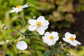 Anemone japonica 'Honorine Jobert'