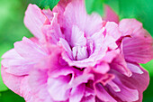 Hibiscus syriacus 'Duc de Brabant'