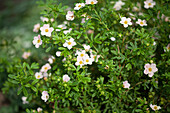 Potentilla fruticosa 'Lovely Pink'®