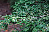 Tsuga canadensis 'Verkade Recurved'