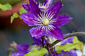 Clematis 'Boulevard® Bernadine'