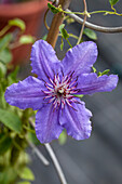 Clematis Boulevard® 'Guiding Promise'