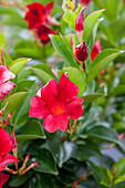 Mandevilla sanderi Rio Deep Red