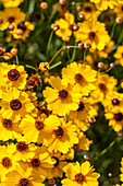 Coreopsis 'Highland Gold'