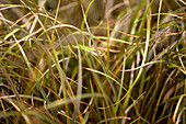Carex flagellifera Bronzita