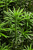 Cephalotaxus harringtonia 'Fastigiata'