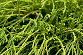 Chamaecyparis pisifera 'Filifera Nana'