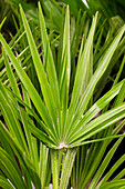 Chamaerops humilis