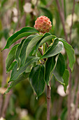 Cornus kousa chinensis 'China Girl'