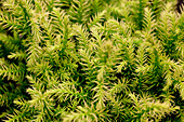 Cryptomeria japonica Vilmorin Gold