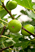 Ficus carica 'Bornholm fig' (Bornholm fig)