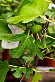 Ficus carica 'Bornholm fig
