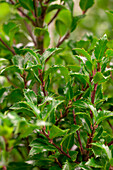 Ilex meserveae 'Heckenfee'®(s)