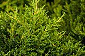 Juniperus x pfitzeriana 'Golden Saucer
