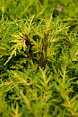 Juniperus x pfitzeriana 'Golden Cushion' (German)