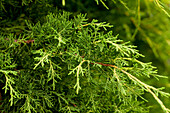 Juniperus x pfitzeriana 'Pfitzeriana Aurea'