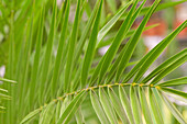 Phoenix canariensis