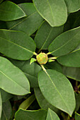 Rhododendron Brisanz