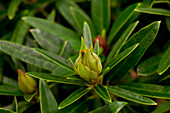 Rhododendron ponticum 'Graziella