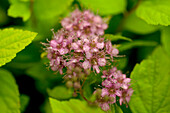 Spiraea japonica 'Goldflame'