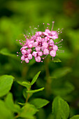 Spiraea japonica 'Little Princess'
