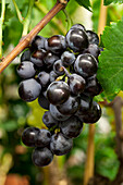 Vitis vinifera