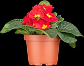 Primula vulgaris, red