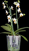 Phalaenopsis, white