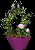 Jasminum polyanthum, Rosa