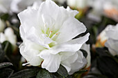 Rhododendron simsii, weiß