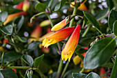 Jacobinia pauciflora