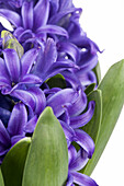 Hyacinthus orientalis