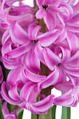 Hyacinthus orientalis, pink